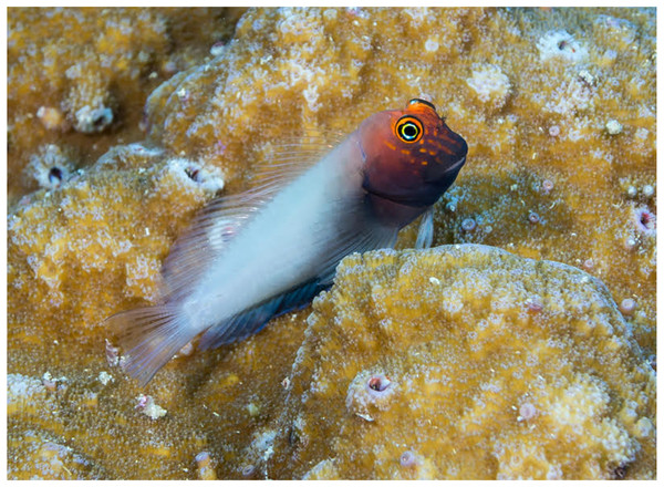 Underwater photograph of likely female Cirripectes matatakaro sp. nov. Photographed by D. Rolla at Kiritimati Island, Kiribati, Line Islands.