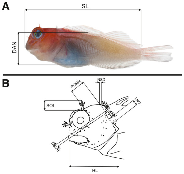 Schematic drawings showing morphological measurements for Combtooth Blennies (genus Cirripectes) following the methods of Williams (1988).