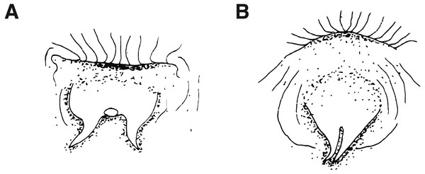 Ventral views of male urogenital papillae (anterior is up).