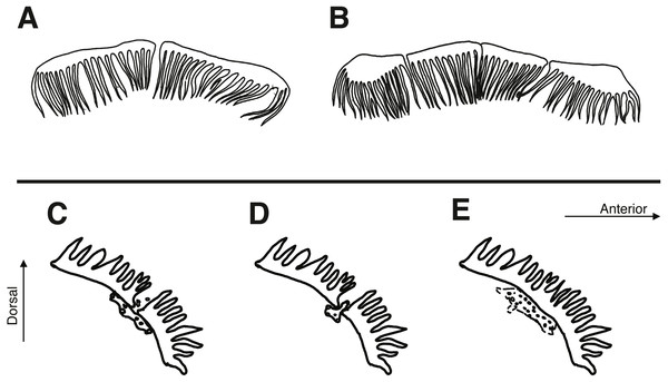 Characteristics of nuchal cirri and associated sensory pore canals.