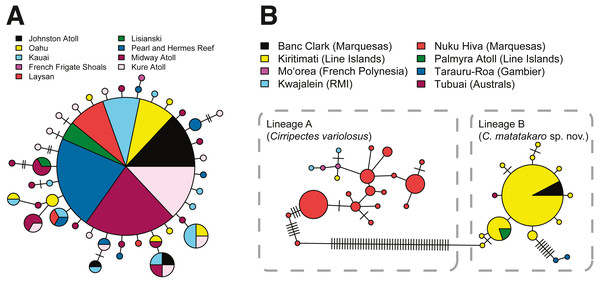 COI haplotype networks.