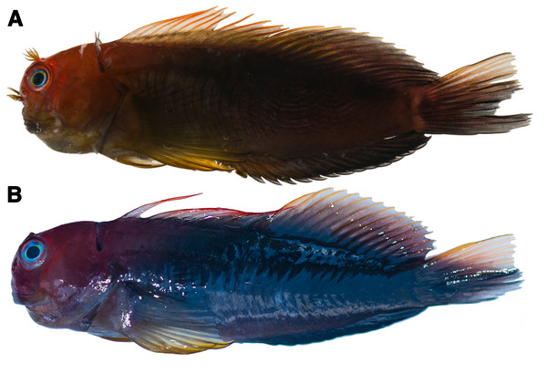 Photographs of freshly dead Cirripectes matatakaro sp. nov. specimens showing live coloration.