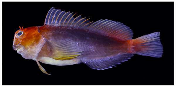 Freshly dead Cirripectes matatakaro sp. nov. 43 mm SL adult male paratype (BPBM 16928, Pitcairn Island).