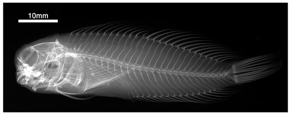 Radiograph of Cirripectes matatakaro sp. nov. holotype, USNM 423364, 60 mm SL, Austral Islands.