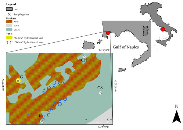 Map showing the location of the sampling area Secca delle Fumose in underwater park of Baia MPA located in the Gulf of Naples (Tyrrhenian Sea, Italy).