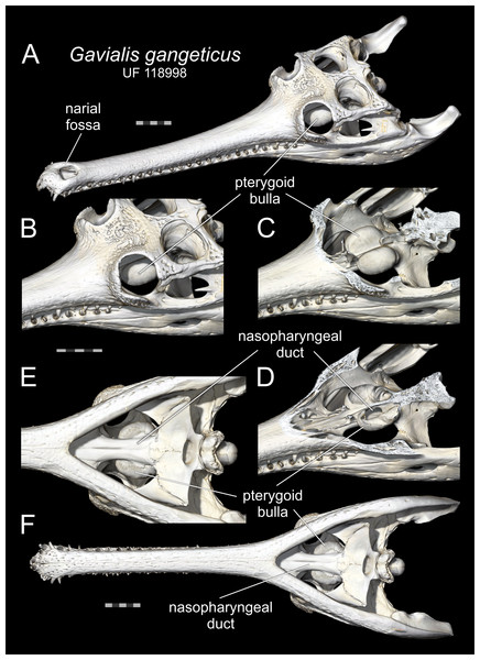 Pterygoid bullae of gharials.