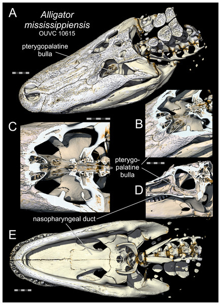 Pterygopalatine bullae of Alligator.