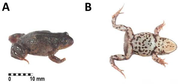 Holotype of Phrynopus remotum. sp nov. in life.