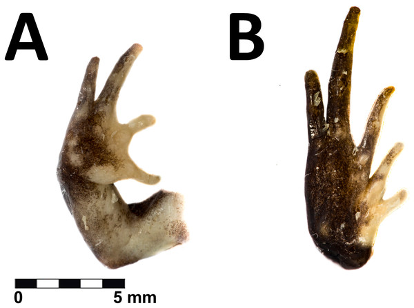 Hand and foot of the holotype of Phrynopus remotum sp nov.