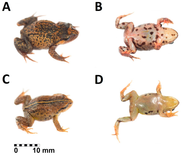 Paratypes of Phrynopus remotum. sp nov. in life.