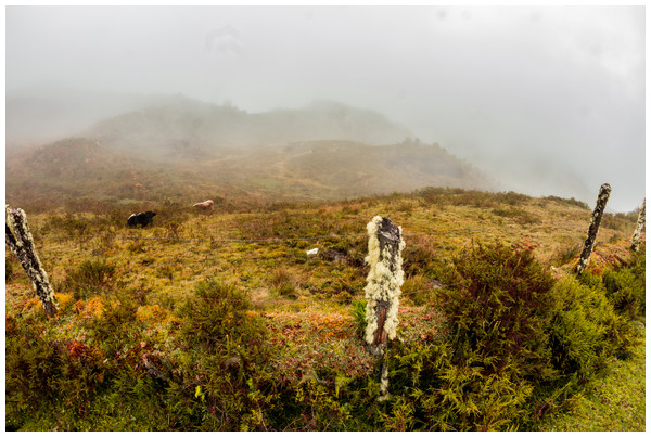 Habitat of Phrynopus remotum. sp nov. in the Puna grasslands of the central Pruvian Andes (Huánuco Department).