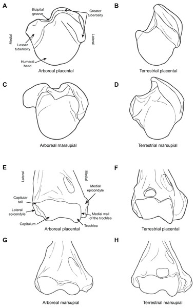 Diagrammatic depictions of humeral morphology.