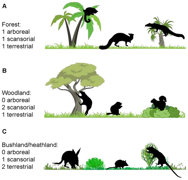 Scenarios to illustrate how fragmentary limb bone elements might be used to determine the locomotor composition of a local fauna, and hence the nature of the habitat.