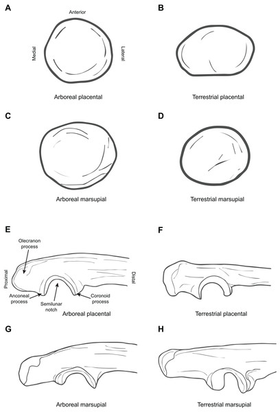 Diagrammatic depictions of ulna and radial morphology.