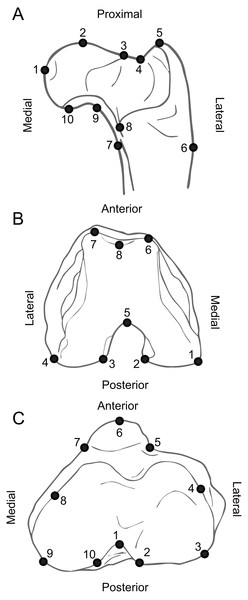 Anatomy of hind limb epiphyses, illustrating the landmarks used for the Geometric Morphometric analyses.