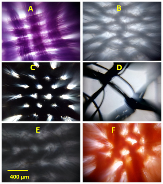 Representative images of type II face masks.