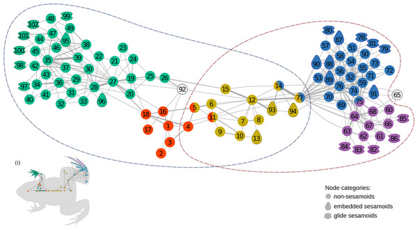 The anatomical network of Leptodactylus latinasus with an inset (i) providing a schematic representation of the network relative to the species body.