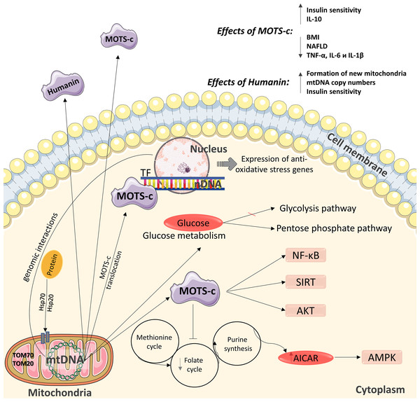 Diagram of the effects of mitochondrial peptides MOTS-c and humanin.