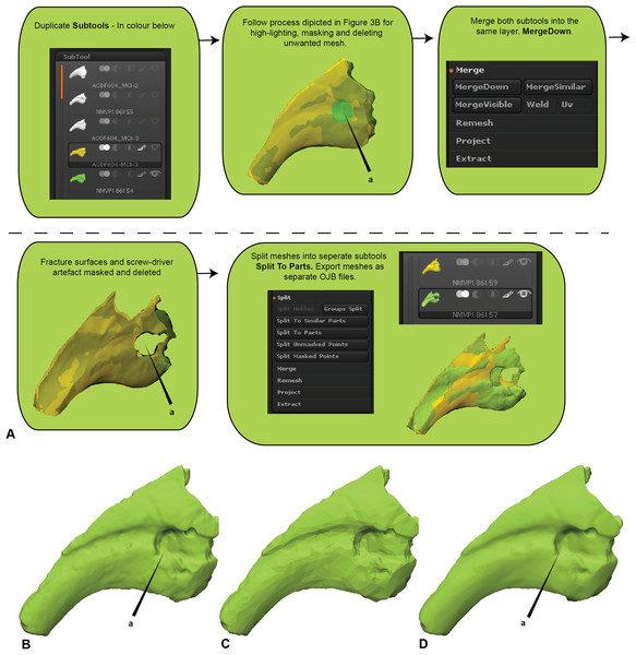 Zbrush surface removal and mesh resolution alteration.