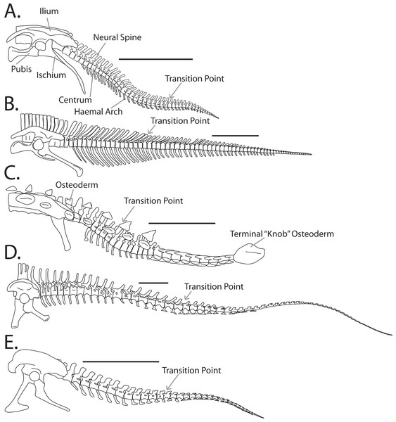 Example tail forms across the Dinosauria.