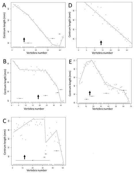 Regressions for centrum lengths within the tails for members selected non-hadrosauroid iguanodontians, (A) Tenontosaurus, (B) Ouranosaurus, (C) Iguanodon and hadrosaurs, (D) Tethyshadros, (E) Lambeosaurus.