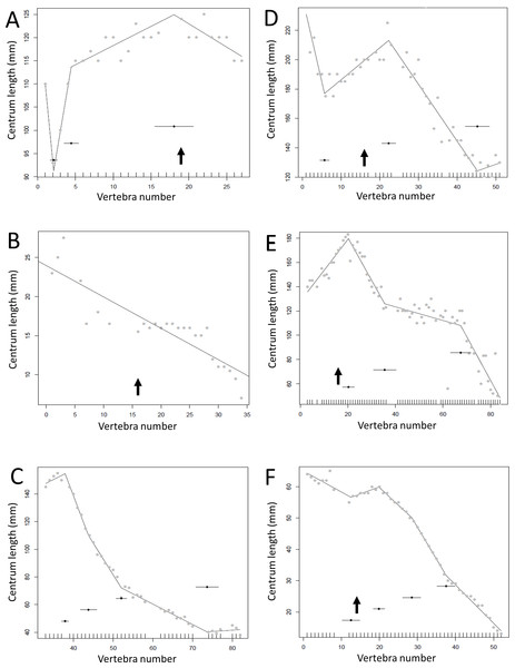 Regressions for centrum lengths within the tails of members of Sauropoda.