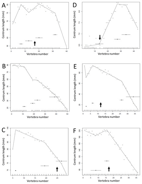 Regressions for centrum lengths within the tails for non-maniraptoran members of the Theropoda, (A), Dilophosaurus, (B) Ceratosaurus, (C) Majungasaurus, (D) Juravenator, (E) Gorgosaurus, (F) Tyrannosaurus.