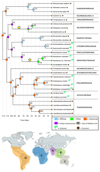 Ancestral ranges as estimated under the DEC+j model.