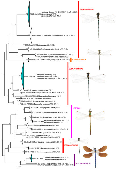 Maximum likelihood estimation of the phylogenetic relationships for Zygoptera (damselflies) based on the mitochondrial COI DNA barcode region (GTR+F+R3 model with 10,000 ultrafast bootstrap replicates).