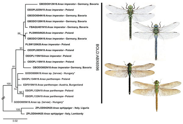 Example of the occurrence of BIN sharing due to low but consistent mitochondrial differentiation in Anax imperator and A. parthenope.