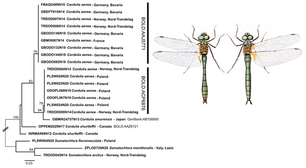 Example of the occurrence of deep mitochondrial divergence in Cordulia aenea.