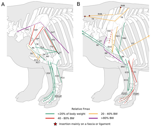 Diagram representing the muscles of the left forelimb and their origins and insertions, lateral view.