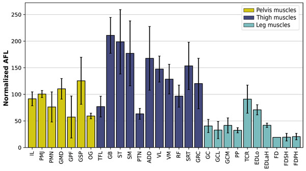 Normalized average fascicle length (%) of the muscles of the hindlimb, averaged from the four specimens for each muscle.