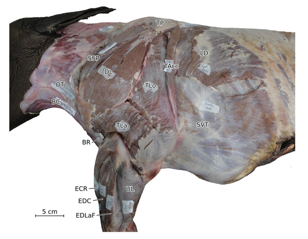 Photograph of the dissection of the superficial muscles of the left forelimb (lateral view) of the neonate individual of C. simum, with muscle labels.