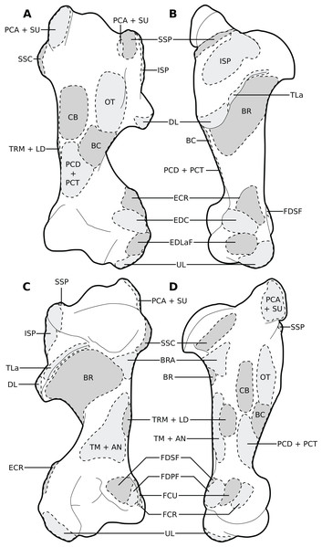 Muscular origins and insertions on the humerus of rhinoceroses.