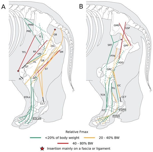 Diagram representing the muscles of the left hindlimb and their origins and insertions, lateral view.