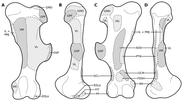 Muscular origins and insertions on the femur of rhinoceroses.