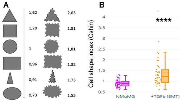 Cell shape index: design and proof of concept.