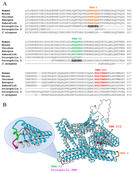 VCL sequence harbors three TBMs conserved in vertebrates, one of which is present in Drosophila.