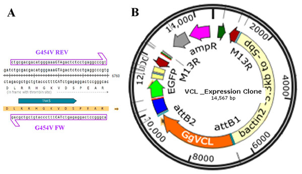 Transfection of MCF-7 (P10) monolayer with Tol2 14.5 KB eukaryotic expression vectors harboring VCL or VCL/*TBM.