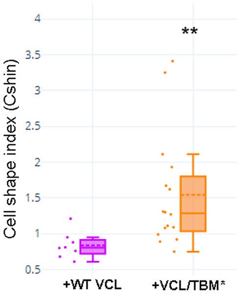 Cell shape was different in cells transfected with WT or TBM*-GgVCL.