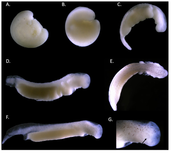 Staging of the Barton Springs salamander (E. sosorum).