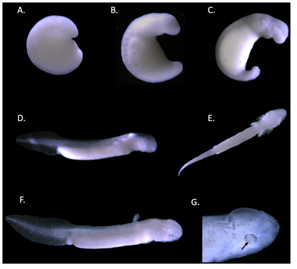 Staging of the Texas blind salamander (E. rathbuni).