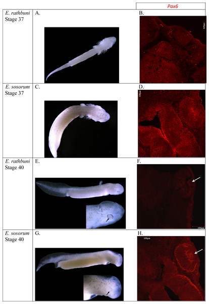 E. rathbuni and E. sosorum embryos at two stages of development and sections illustrating Pax6 labeling.