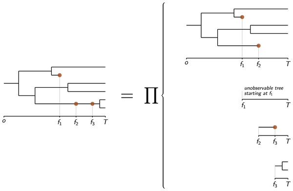 Decomposition of the probability density of a phylogenetic tree of extinct and extant taxa with fossils (figured by brown dots) as the product of the probability densities of “basic trees” by cutting it at each fossil find (adapted from Didier & Laurin, 2020).