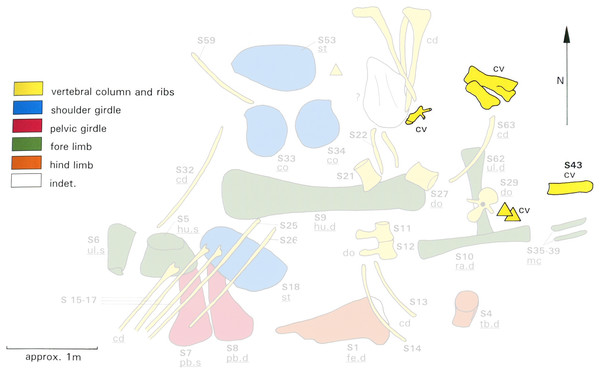 Quarry map of Tendaguru Site S, Tanzania, showing incomplete and jumbled skeletons of Giraffatitan brancai specimens MB.R.2180 (the lectotype, formerly HMN SI) and MB.R.2181 (the paralectotype, formerly HMN SII).