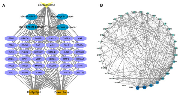 The possible targets and pathways of cordycepin combined with doxorubicin in the treatment of glioblastoma.