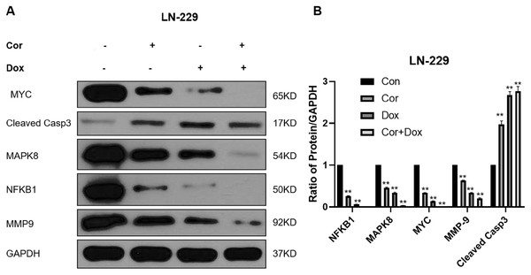 Biological validation of important targets against glioma using a combination of drugs.