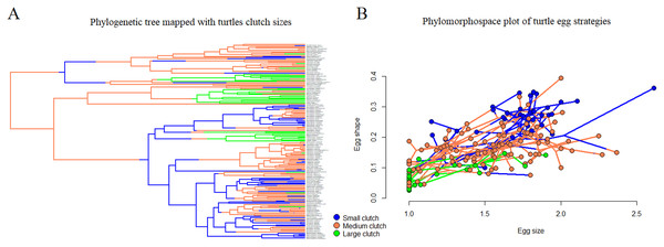 Distribution of egg and clutch traits in the turtle phylogeny.