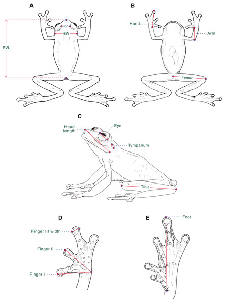 Morphological measurements as obtained in this study.